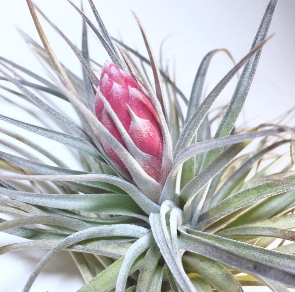 cotton candy air plant care Tillandsia - Cotton Candy
