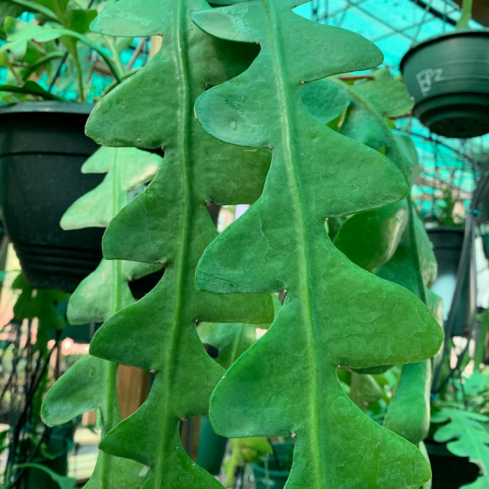 zigzag succulent Epiphyllum anguliger 'Zigzag' - EP6