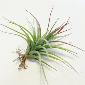 Tillandsia - Redy ex. OM