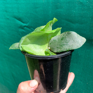 Platycerium - Foongsiqi