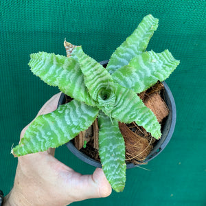 Cryptanthus - Shimmer