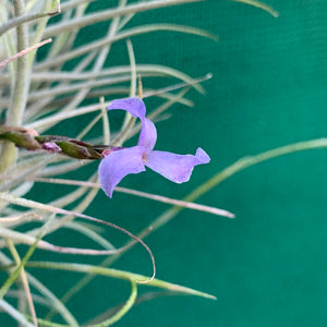 Tillandsia - bandensis ‘Large Form, Blue Flower’ (Fragrant)