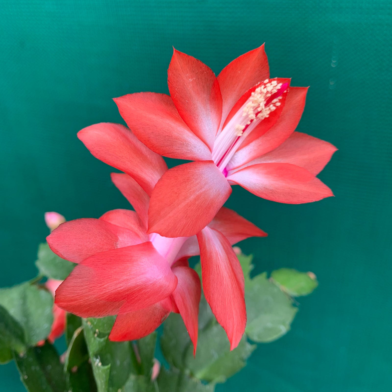 Zygocactus Amazonas