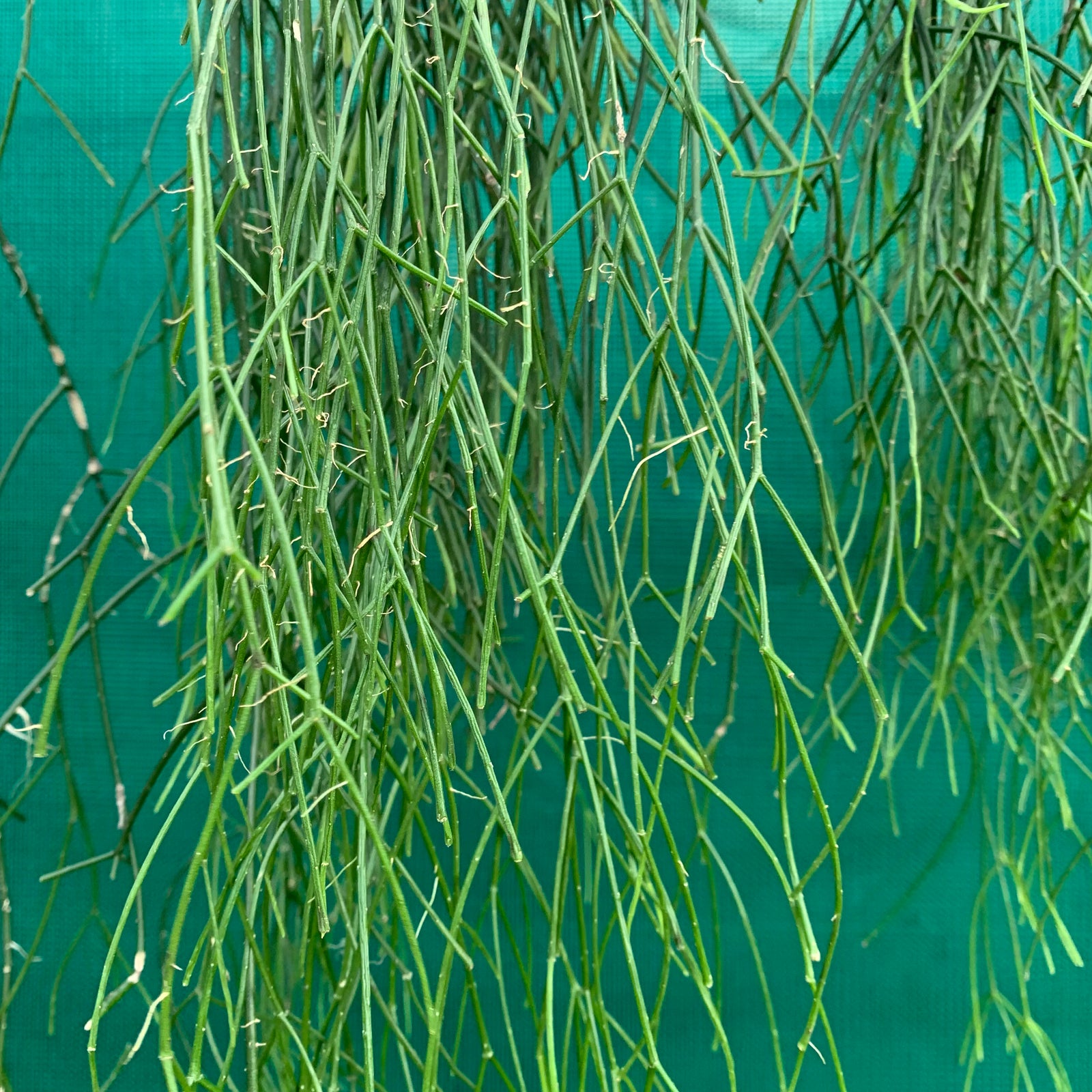 Rhipsalis teres - R8