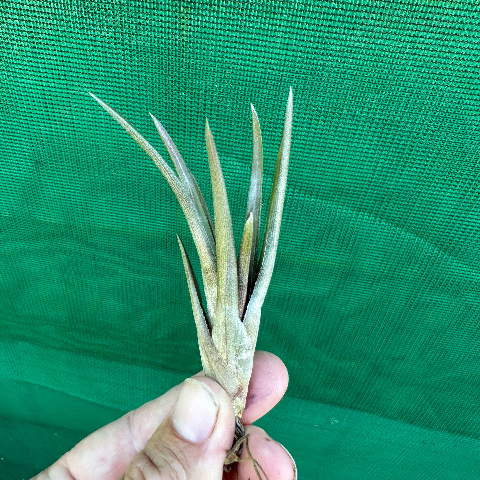 Tillandsia - esseriana ‘Red Form’ ex. PT