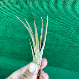 Tillandsia - esseriana ‘Red Form’ ex. PT