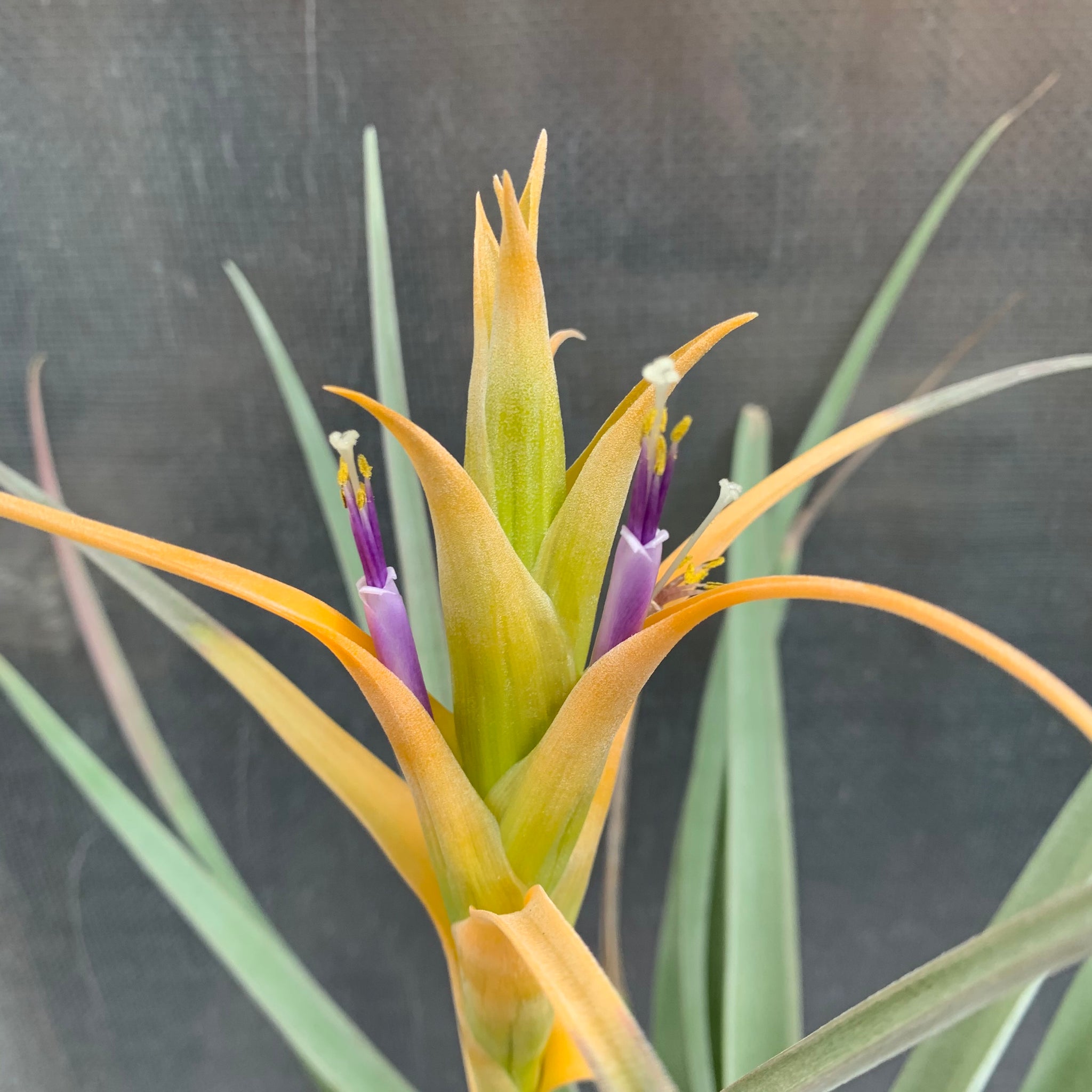 air plant yellow Tillandsia - capitata 'Tall Yellow' ex. OM