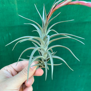 Tillandsia - aeranthos ‘Recurved Leaf’ ex. FE