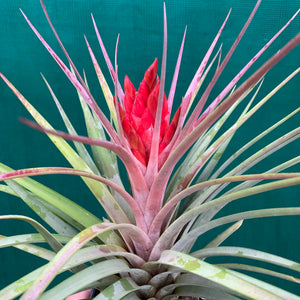 Tillandsia - Hal’s Nidus