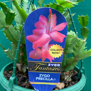 Zygocactus Precilla