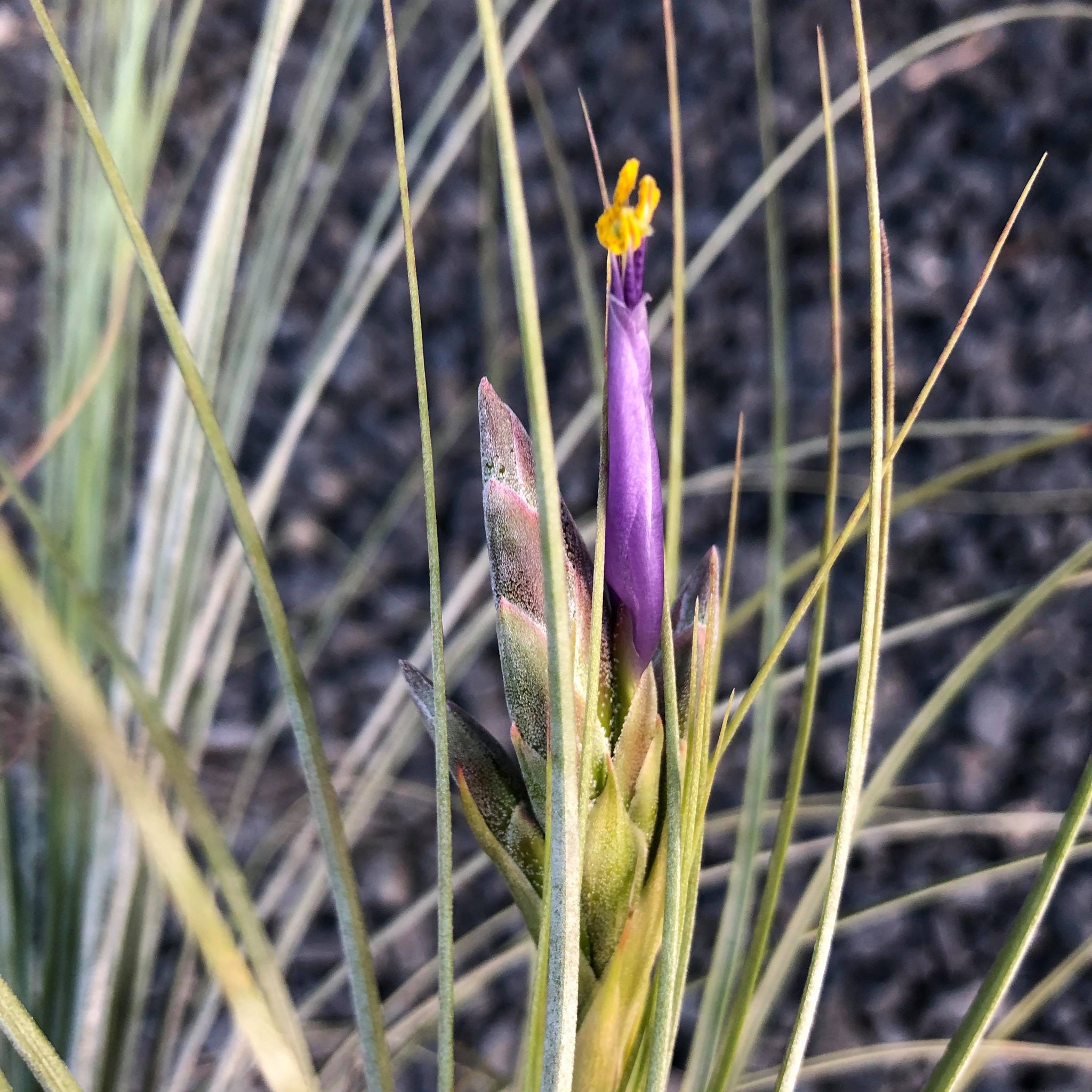 juncea air plant Tillandsia - juncea