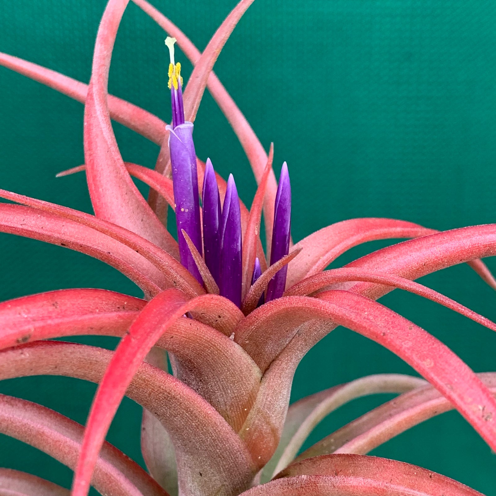 Tillandsia - brachycaulos