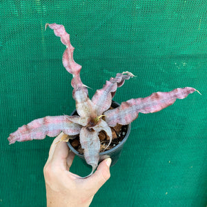 Cryptanthus - Eruption