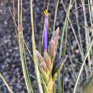 Tillandsia - juncea