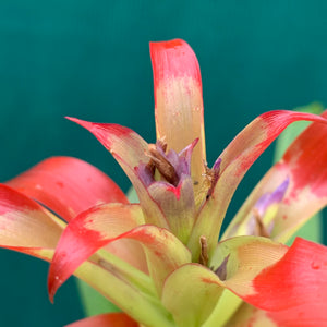 Tillandsia - leiboldiana ‘Red Form’ ex. PT