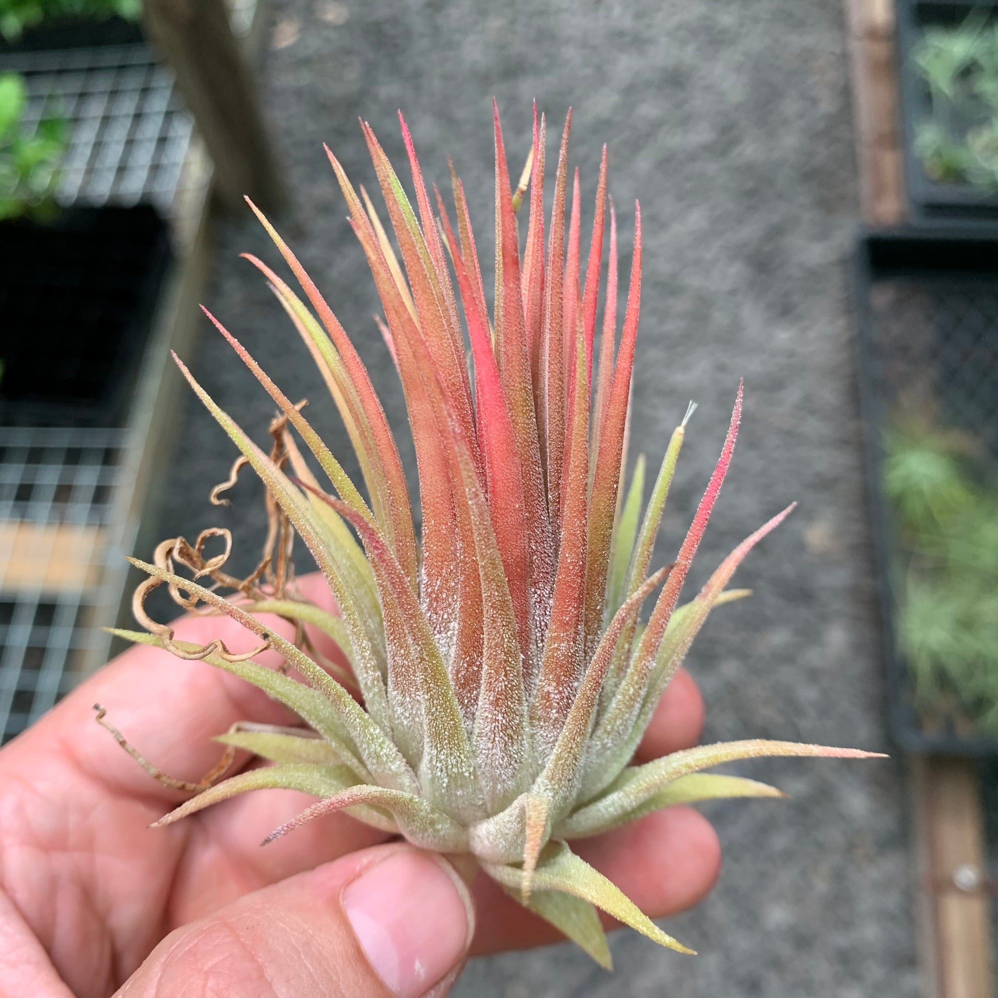 Ionantha Collection - Air Plant Decor