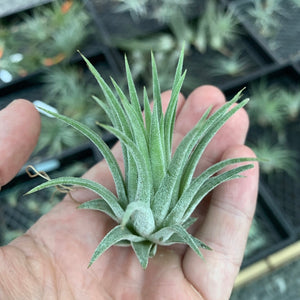 Tillandsia - ionantha 'Bravo'