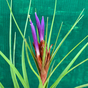 Tillandsia - stricta x fasciculata ex. OM