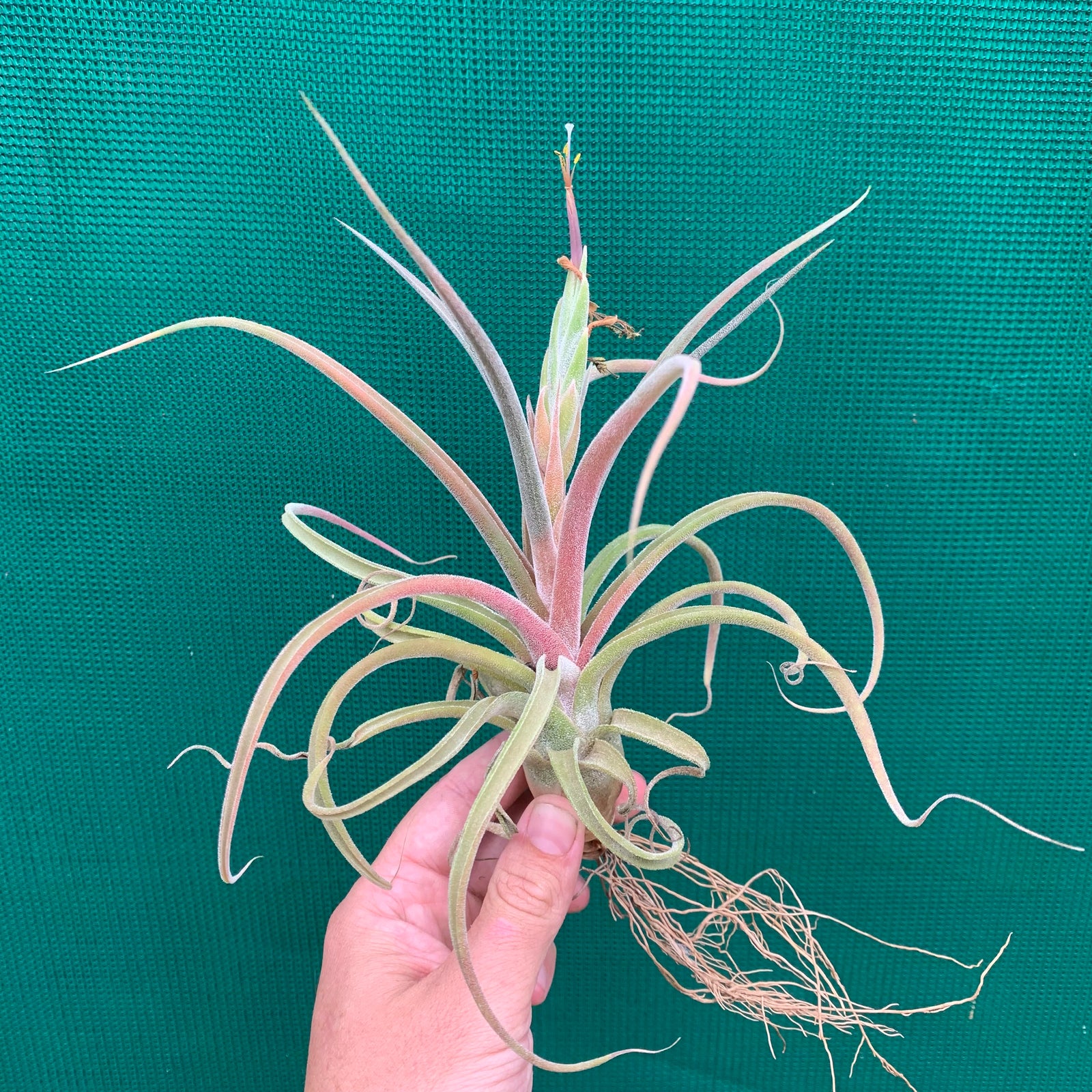 Tillandsia - streptophylla x pruinosa