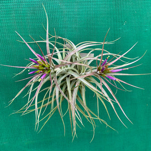 Tillandsia - Widgee ‘Small Form’ ex. BG