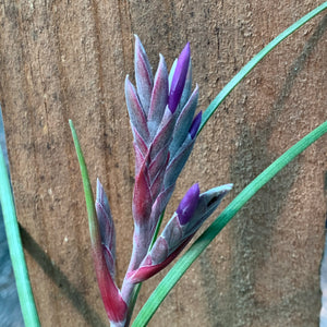 Tillandsia - Pseudobaileyi (Wholesale)