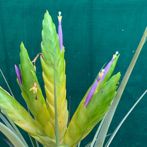 Tillandsia - fasciculata v. Chacalapa NR58