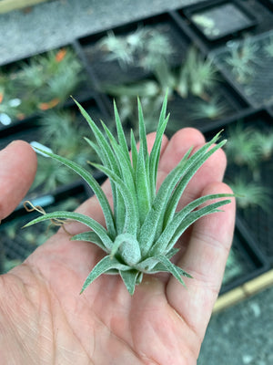 Tillandsia - ionantha 'Bravo'