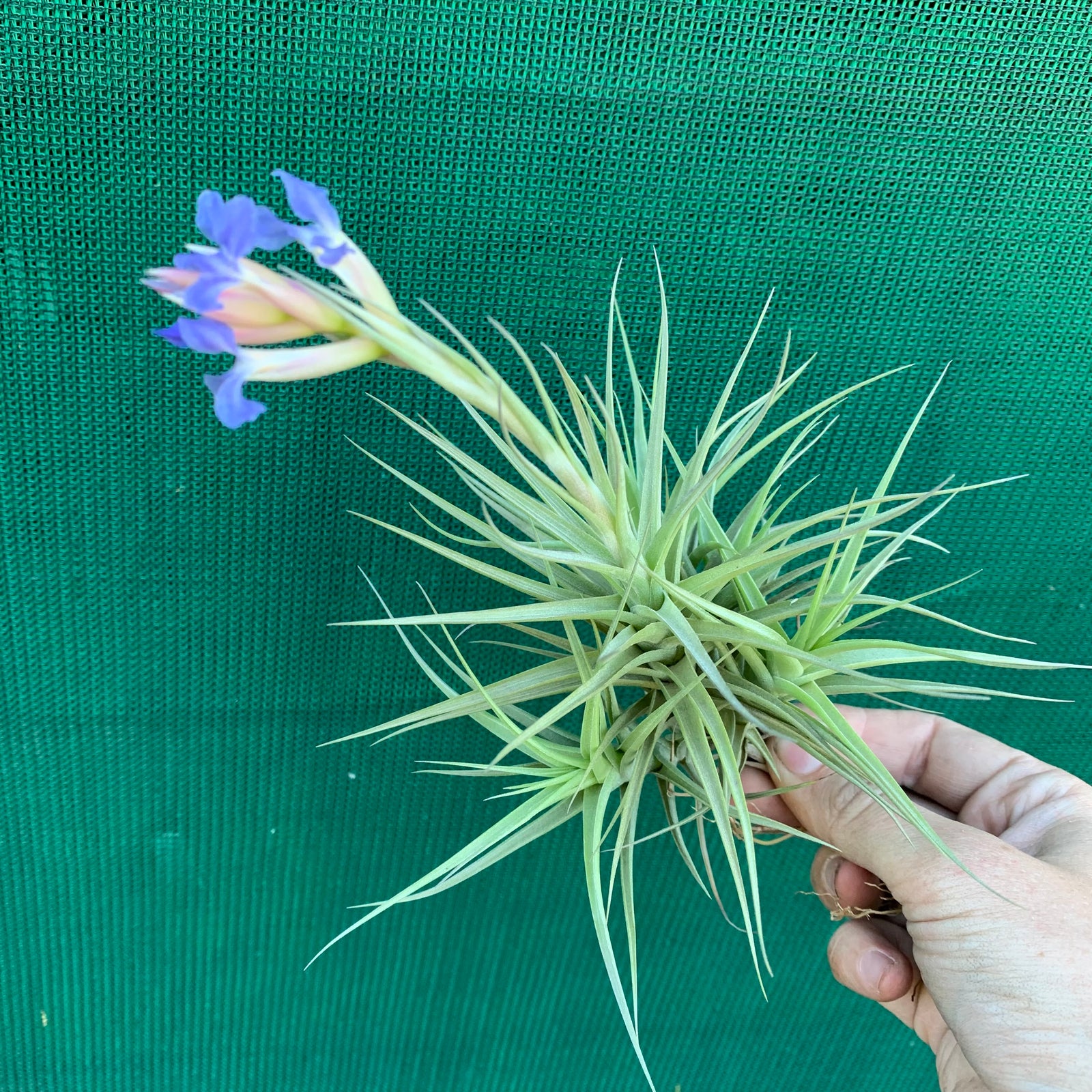 Tillandsia - bergeri