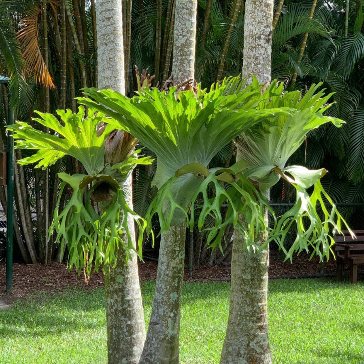Platycerium - Superbum ‘Staghorn Fern’