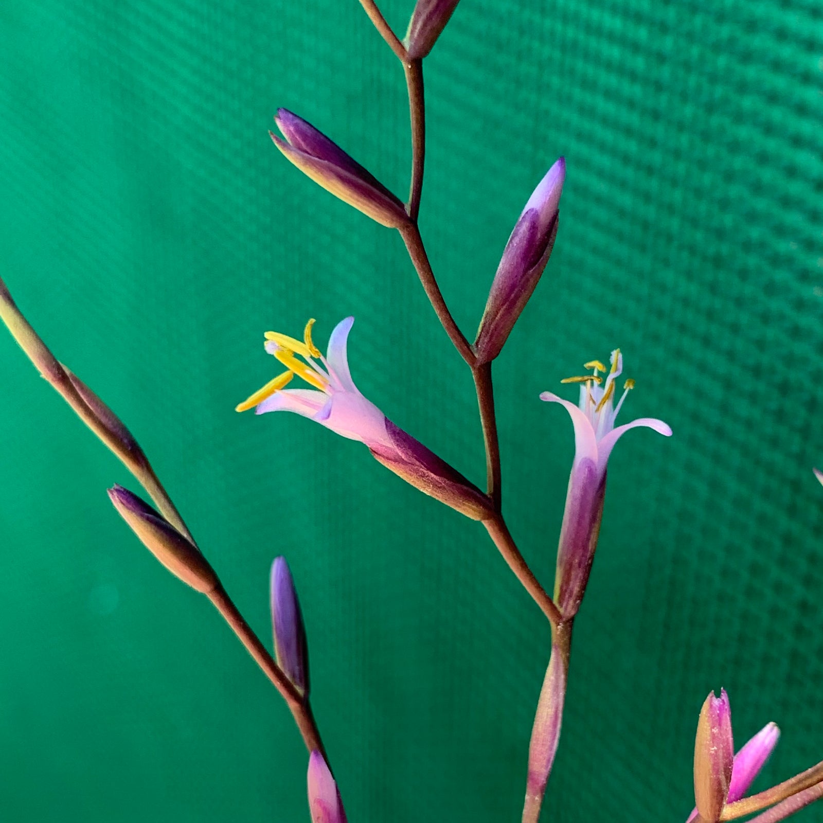 Tillandsia - filifolia