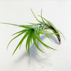 Tillandsia - Araujei (Wholesale)