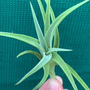 Tillandsia - edithae ‘Bolivia’ ex. PT