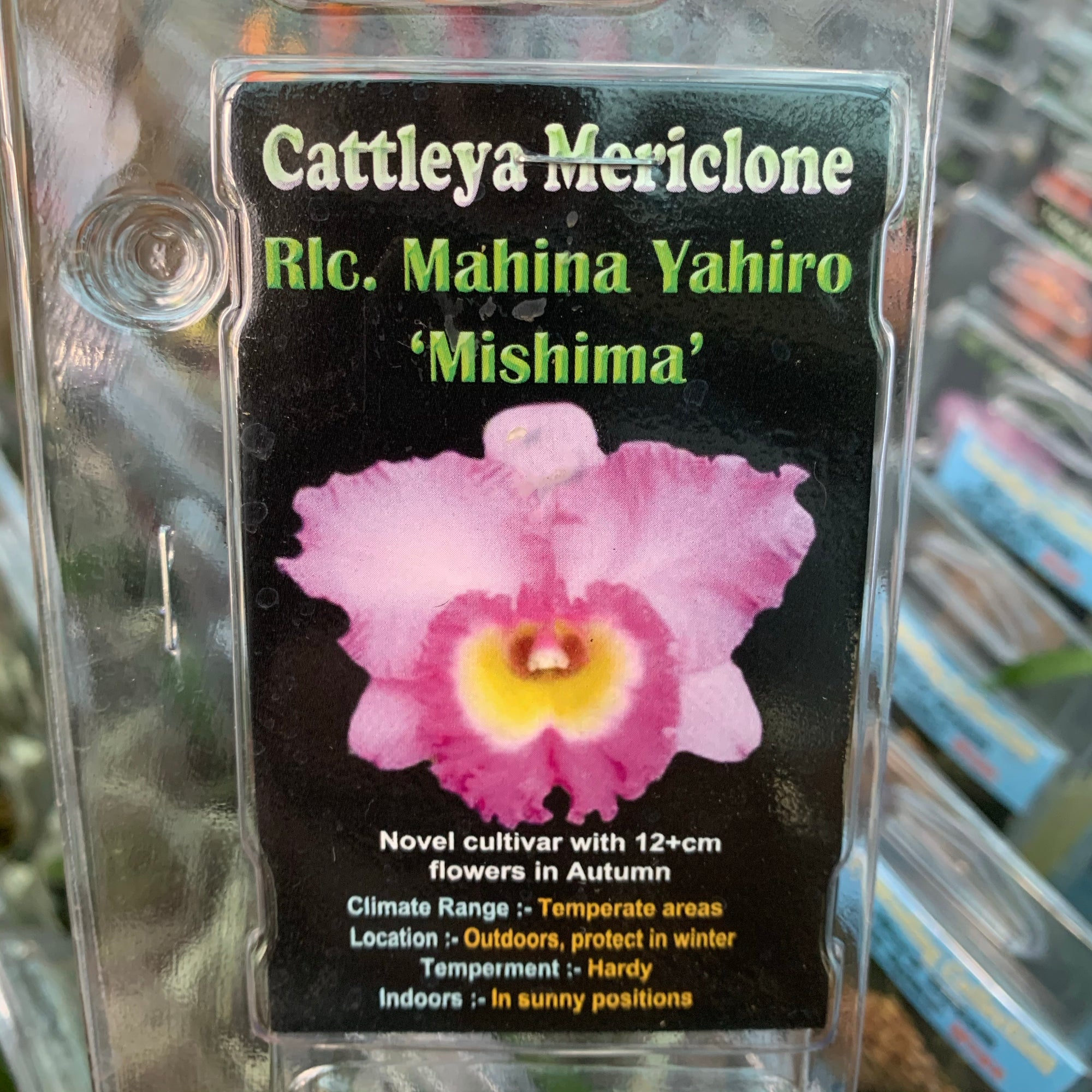 Orchid - Cattleya Mericlone ‘Rlc. Mahona Yahiro Mishima’