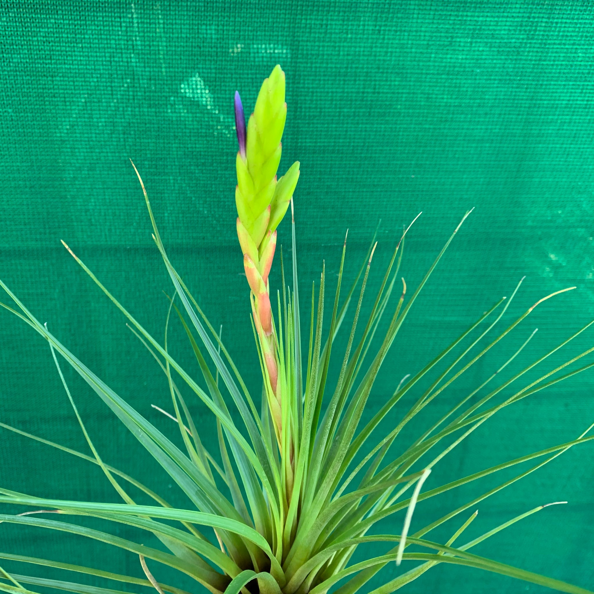 tricolor air plant Tillandsia - tricolor