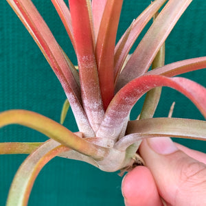 Tillandsia - capitata ‘Grosse Form’