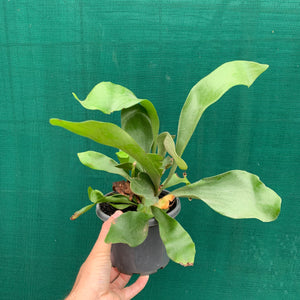 Platycerium - Netherlands ‘Elkhorn Fern’