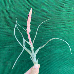 Tillandsia - Arhiza-Juliae x Pruinosa ex. BG
