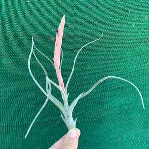 Tillandsia - Arhiza-Juliae X Pruinosa ex. BG