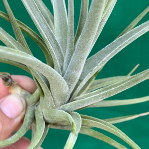 Tillandsia - toropiensis ‘Vila Velma’