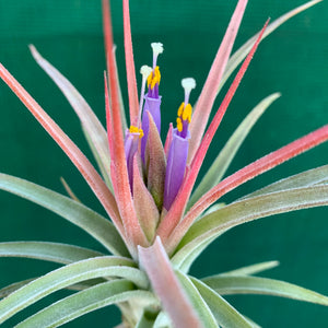 Tillandsia - Silver Surprise NEW