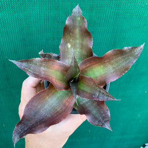 Cryptanthus - Kakadu