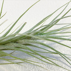 Tillandsia - heteromorpha ex. CC