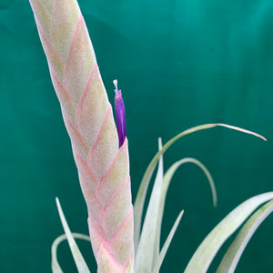 Tillandsia - Queen’s Delight