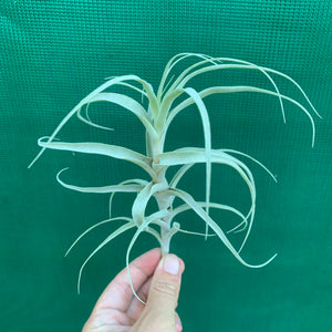 Tillandsia - Incarnata