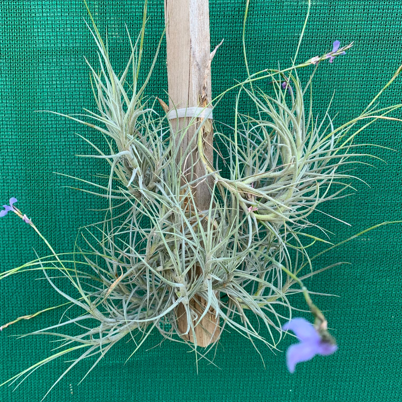Tillandsia - bandensis ‘Large Form, Blue Flower’ (Fragrant)