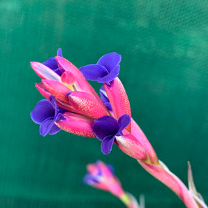 Tillandsia - aeranthos ‘Recurved Leaf’ ex. FE