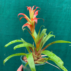 Tillandsia - leiboldiana ‘Red Form’ ex. PT