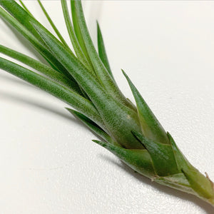 Tillandsia - tricolor