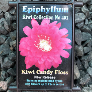 Epi. Hybrid Kiwi Candyfloss