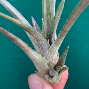 Tillandsia - esseriana ‘Red Form’ ex. PT